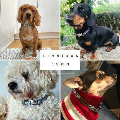 Bespoke 15mm Dog Collar! 🐾 Your pup will look fabulous! - Finnigan's Play Pen