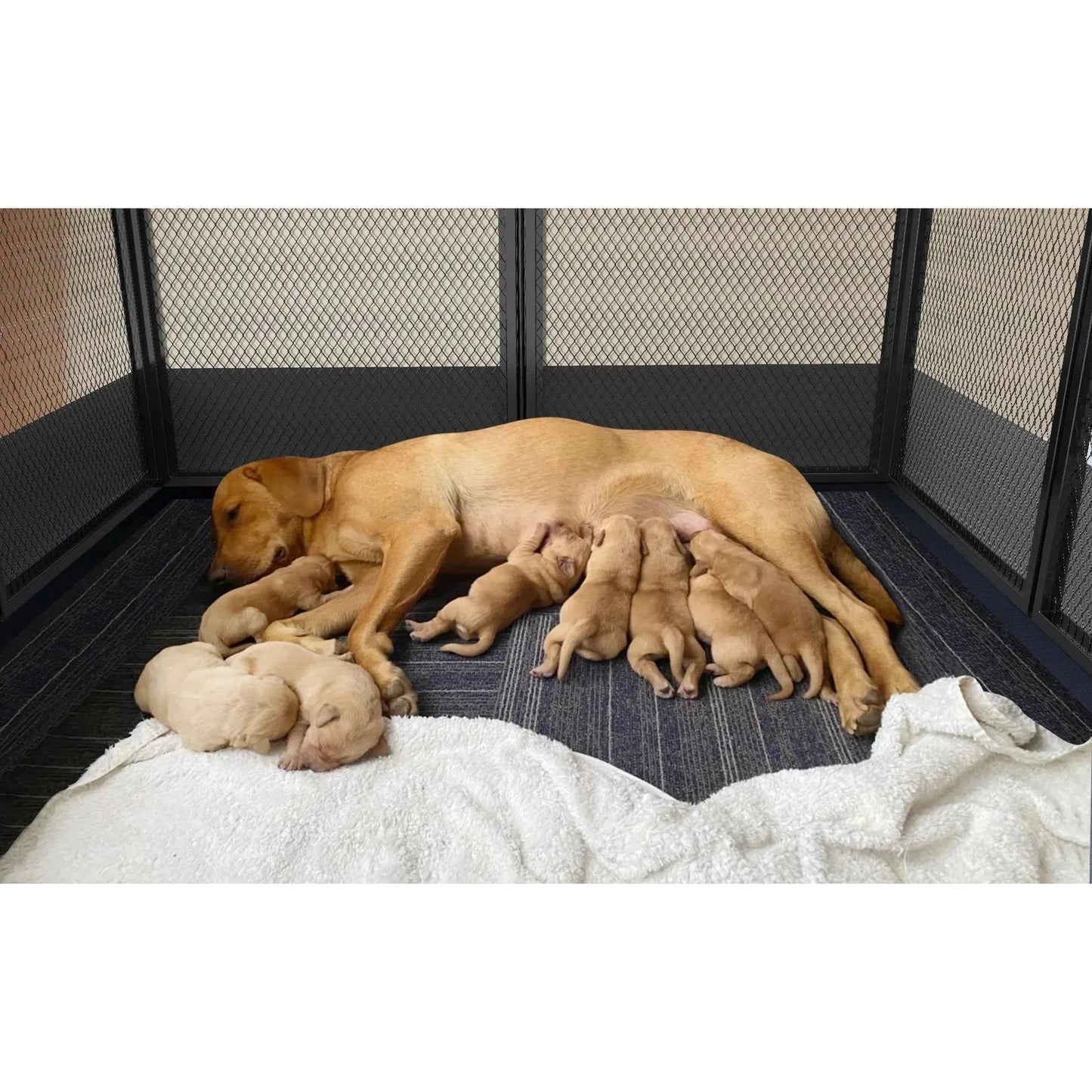 8 Panels DIY Heavy Duty Dog Playpen Pen Outdoor Indoor Dog Puppy Metal Fence with Waterproof Fertility Pad for Whelping,Training - Finnigan's Play Pen