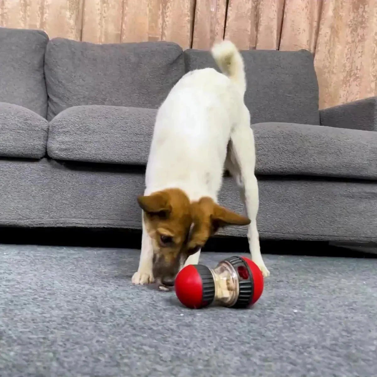 Dog Toy Improve IQ Interactive Puppy Toys For Small Medium Dogs Cat Slow Feeder Ball Labrador Golden Retriever Pet Supplies - Finnigan's Play Pen