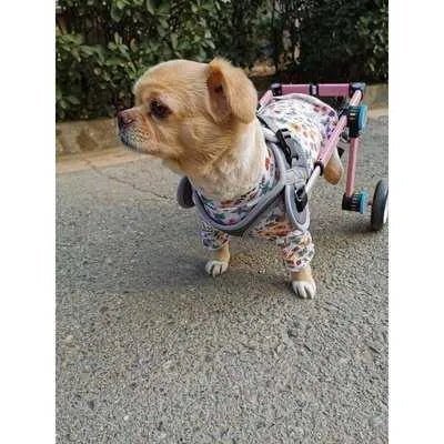 ComfyPup Dog Wheelchair - Finnigan's Play Pen