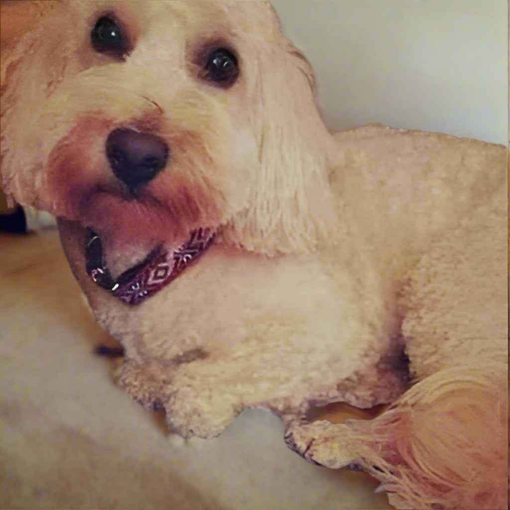 Engraved Charm Cotton Dog Collar by No.29s