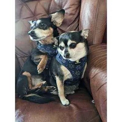 Finnigan Paws Up Designer Dog Harness - Finnigan's Play Pen