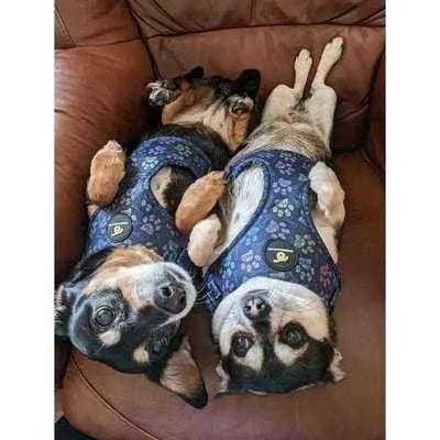 Finnigan Paws Up Designer Dog Harness - Finnigan's Play Pen
