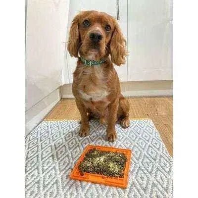 Finnigan's Enchanted Pup Elegance Collar Set - Finnigan's Play Pen