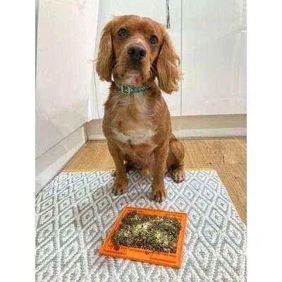 Finnigan's Enchanted Pup Elegance Collar Set - Finnigan's Play Pen