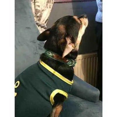 Finnigan's Enchanted Pup Elegance Collar Set - Finnigan's Play Pen