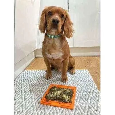 Finnigan's Luxury Cotton Collar & Lead Set - Finnigan's Play Pen