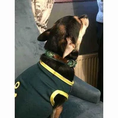 Finnigan's Luxury Cotton Collar & Lead Set - Finnigan's Play Pen