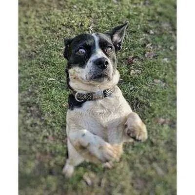 Finnigan's Wanderlust Whisker - Wearer Dog Collar š¾ - Finnigan's Play Pen