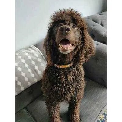 Pawsome Pooch Personalised Collar - Finnigan's Play Pen
