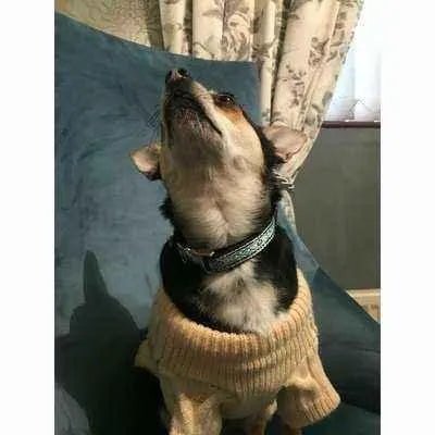 Personalised Pup Cotton Collar by Adorned Essence - Finnigan's Play Pen
