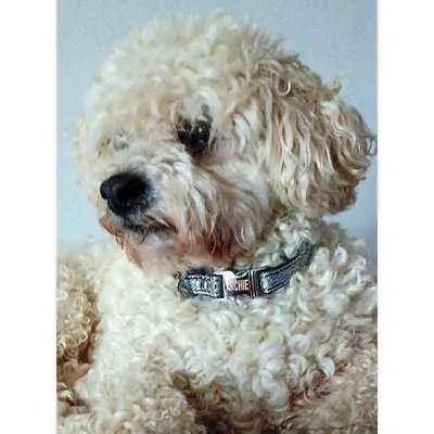 "The Petite Pooch Parade" 15mm Designer Dog Collar Set
