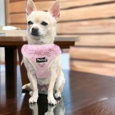 Pink Paws Pet Parade Kit: Ultimate Style & Comfort š¾ - Finnigan's Play Pen