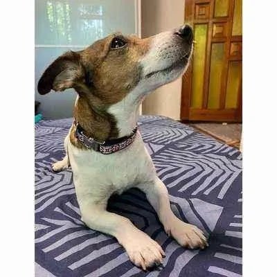 Posh Pup Custom Charm Cotton Dog Collar - Finnigan's Play Pen