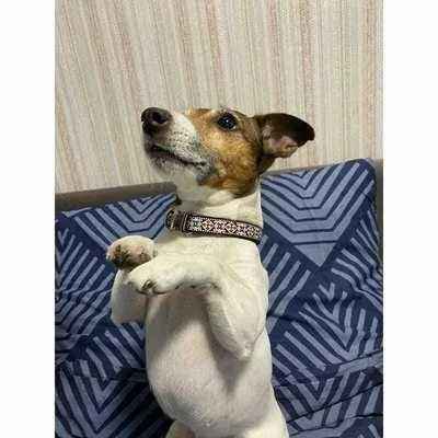 Posh Pup Custom Charm Cotton Dog Collar