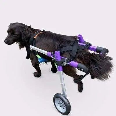 Regal Canine Purple Dog Wheelchair - Finnigan's Play Pen
