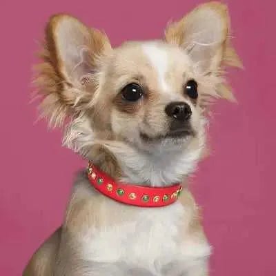 Regal Diamonds Leather Pet Dog Collar š¶ - Finnigan's Play Pen