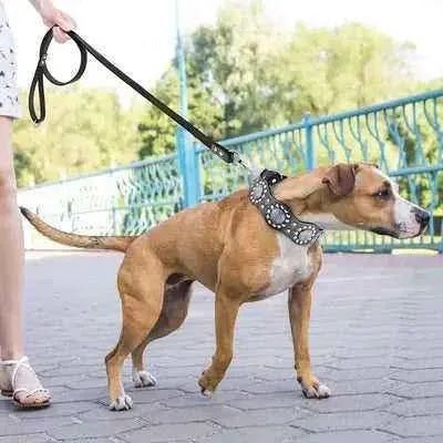 Regal Leather Dog Collar & Lead Set - Finnigan's Play Pen