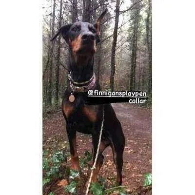 Regal Paws Bespoke Dog Lead - Finnigan's Play Pen