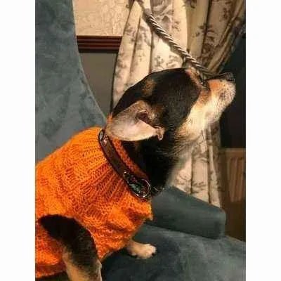 Regal Paws Handmade Designer Dog Collar - Finnigan's Play Pen