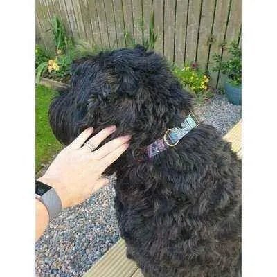 Regal Paws Personalised Premium Dog Collar - Finnigan's Play Pen