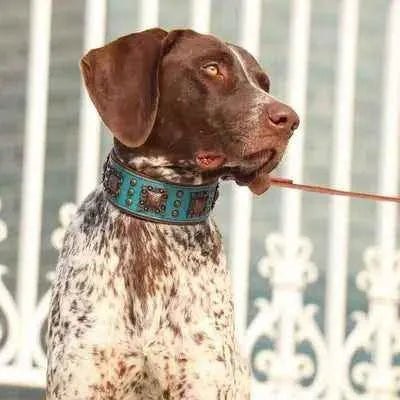 Regal Paws Rugged Chic Leather Dog Collar - Finnigan's Play Pen