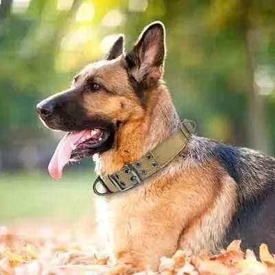 Royal Canine Elegance Tactical Dog Training Collar - Finnigan's Play Pen