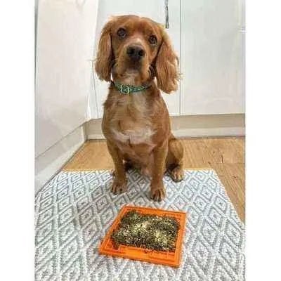 The Bedazzle Dog Lead No. 9s - Finnigan's Play Pen