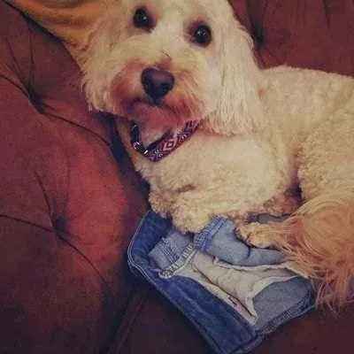 "The Django" Regal Dog Lead Made by Finnigans Play Pen