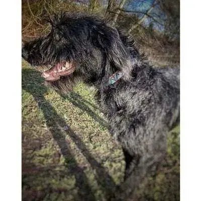 "The Maddy" Personalised Cotton Collar - Finnigan's Play Pen