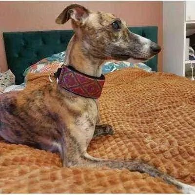 Whippet Martingale Collar: Handcrafted Elegance for Stylish Pets - Finnigan's Play Pen