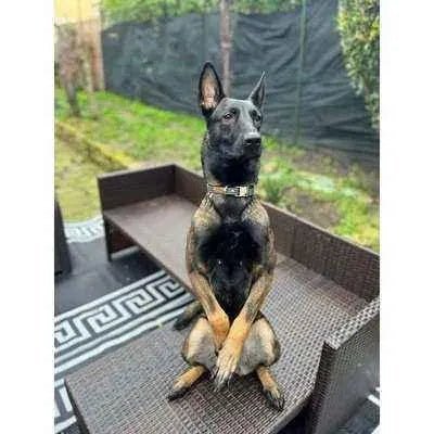 Athena Finnigan Designer Dog Collar - No.03m - Finnigan's Play Pen