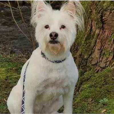 Bespoke Charm Couture Custom Canine Cotton Collar