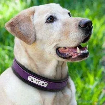 Big Dog's Personalised Leather Collar - Finnigan's Play Pen