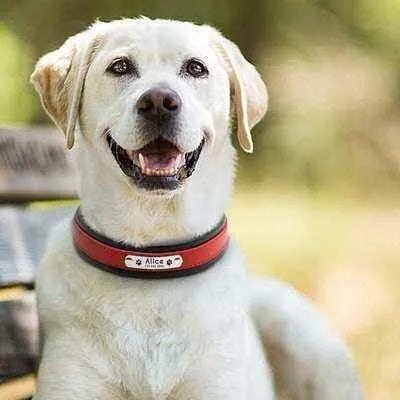 Big Dog's Personalised Leather Collar - Finnigan's Play Pen