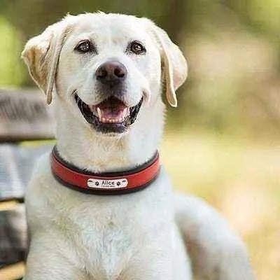 Big Dog's Personalised Leather Collar - Finnigan's Play Pen