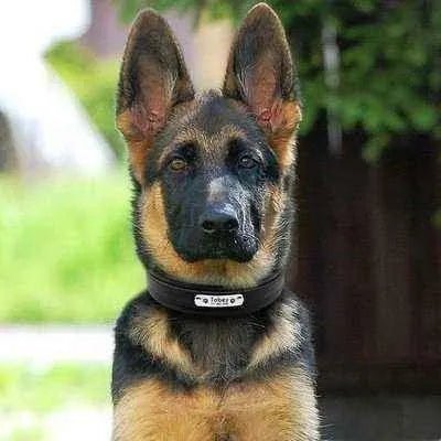 Big Dog's Personalised Leather Collar - Finnigan's Play Pen