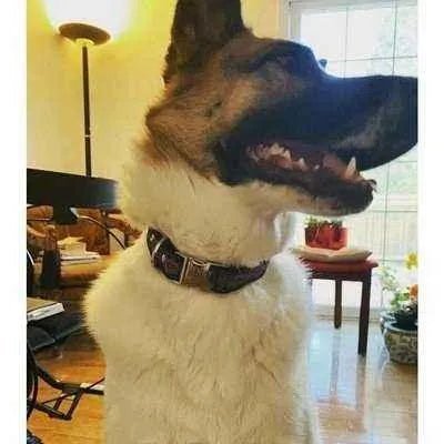 Chic Cotton Canine Collar - Finnigan's Play Pen