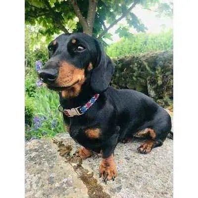 Designer Cotton Dog Collars - Finnigan's Play Pen