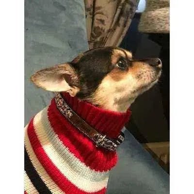 Designer Handmade Cotton Dog Collar No.12s - Finnigan's Play Pen