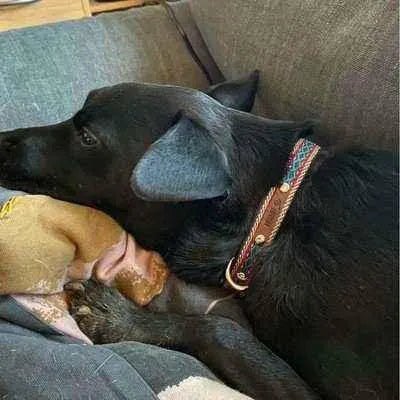 Designer Handmade Dog Collar for Medium Breeds š¾ - Finnigan's Play Pen