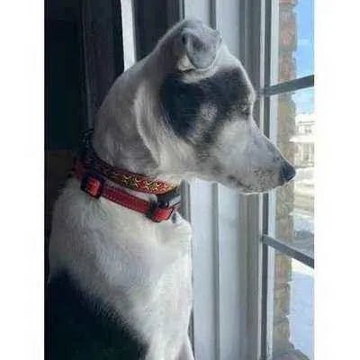 Enchanted Elegance Designer Handmade Cotton Dog Collar - Finnigan's Play Pen