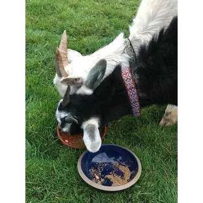 Finnigan's Designer Dog Collar No.11L - Finnigan's Play Pen