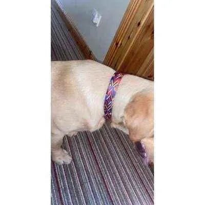 Finnigan's Durable Designer Dog Collar for Large Dogs 25mm - Finnigan's Play Pen