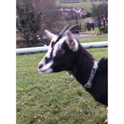 Finnigan's Durable Designer Dog Collar No. 5l - Finnigan's Play Pen