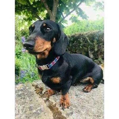 Finnigan's Fabulous Designer Dog Leads - Finnigan's Play Pen