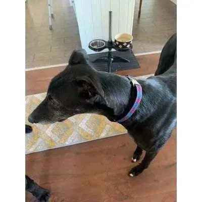 Finnigan’s No. 9L Designer Dog Collar