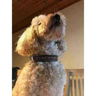 Finnigan's Designer Dog Lead Hand Made