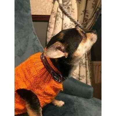 Finnigan's Regal Dog Lead hand made