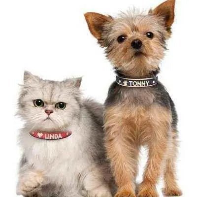 Luxury Rhinestone Pet Collar with Letter Charm - Finnigan's Play Pen
